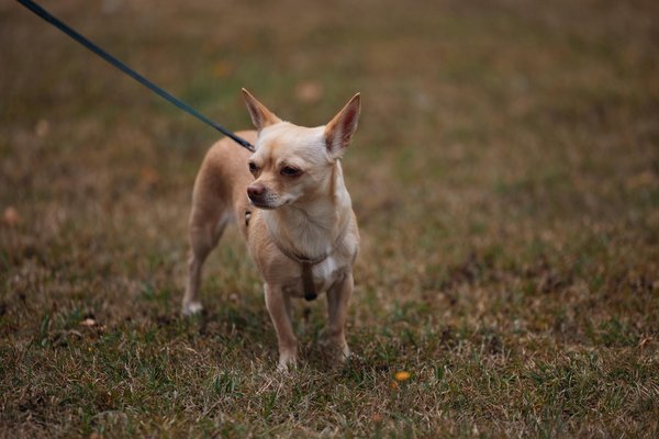 Welche Rolle spielt die Ernährung bei der Katzenpflege?