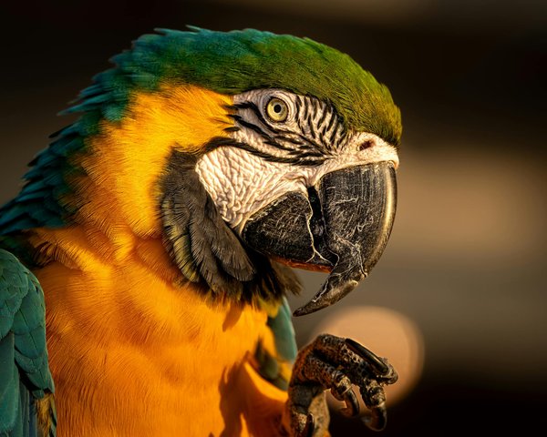 Welche Tipps gibt es für die Mehrkatzenhaltung?
